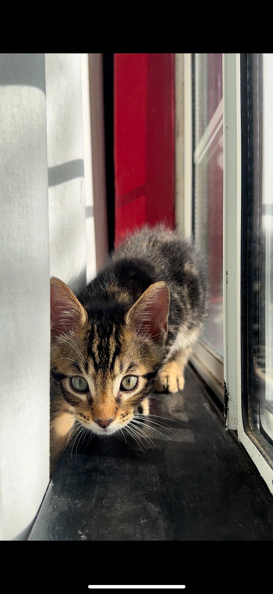 Mufasa is registered to the contest to win money with this photo: carnivore, cat, domestic_short_haired_cat, door, felidae, fixture, fur, paw, small_to_medium_sized_cats, snout, tail, terrestrial_animal, whiskers, window