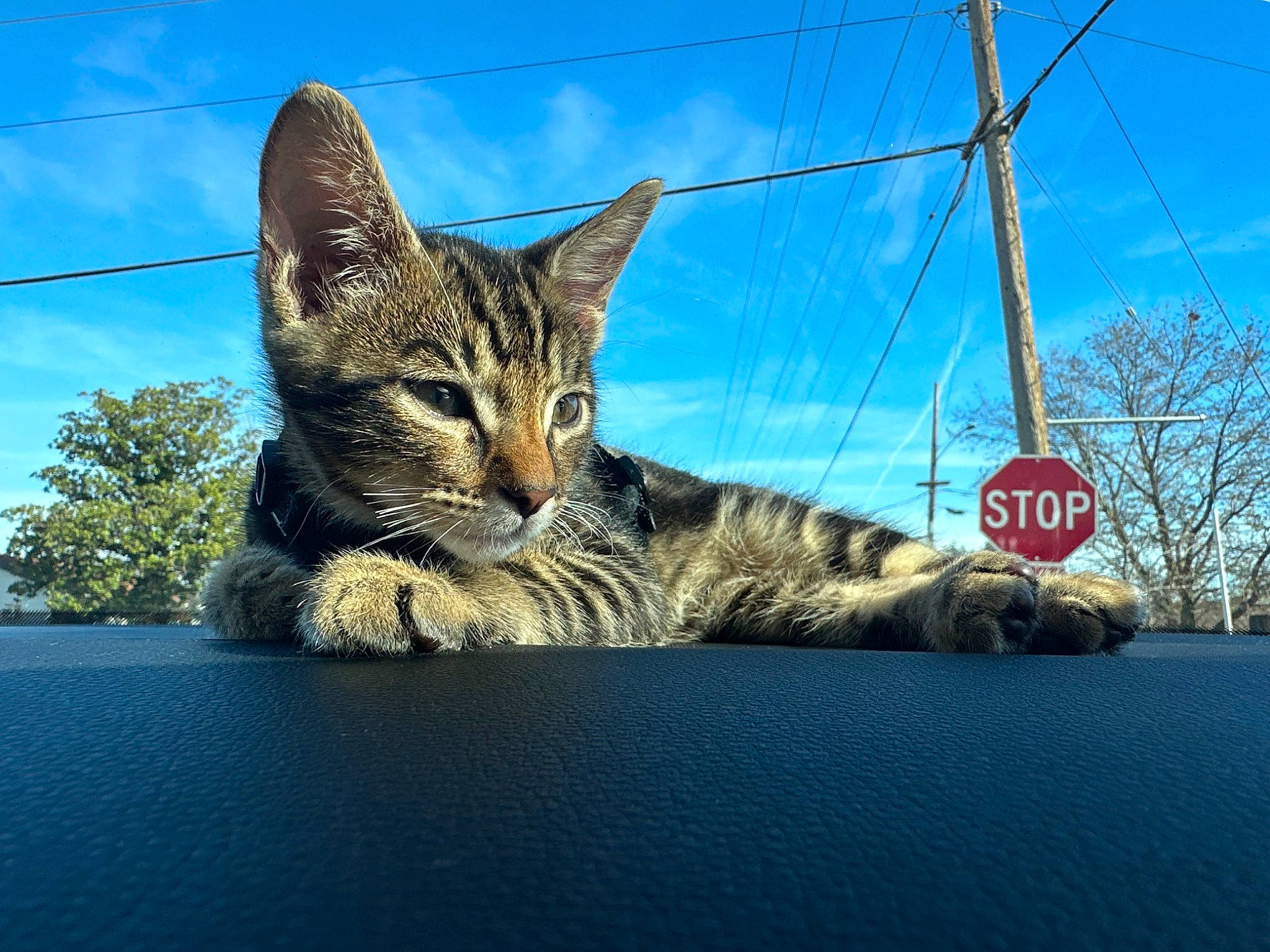 Mufasa joined the competition — help win amazing prizes! carnivore, cat, cloud, domestic_short_haired_cat, felidae, fur, grass, mammal, mountain, paw, plant, reflection, sky, small_to_medium_sized_cats, snout, tail, tree, vertebrate, whiskers, window