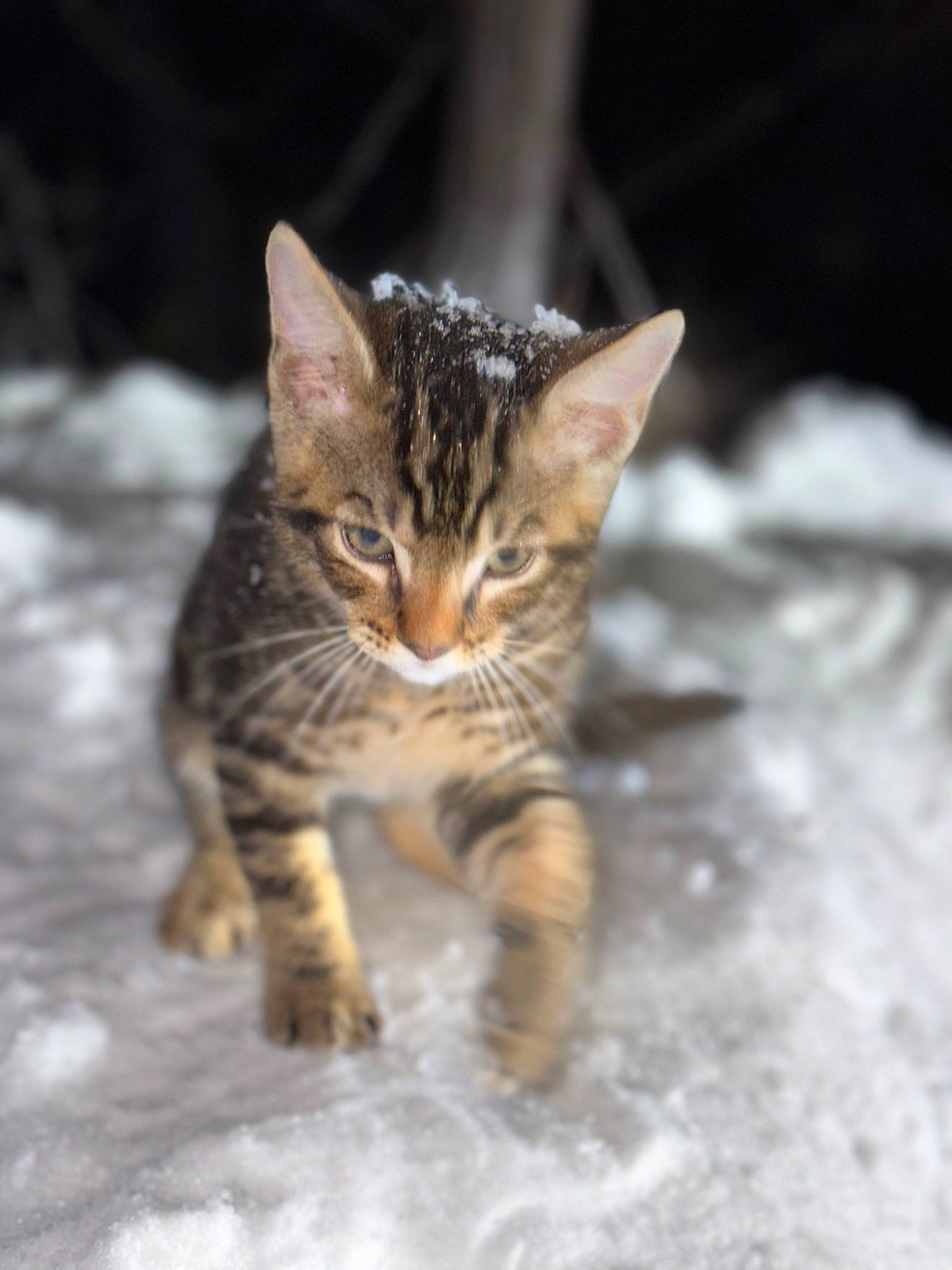 Mufasa joined the competition — help win amazing prizes! carnivore, cat, claw, domestic_short_haired_cat, fawn, felidae, fur, grass, paw, small_to_medium_sized_cats, snout, snow, tail, terrestrial_animal, whiskers, wildlife, winter