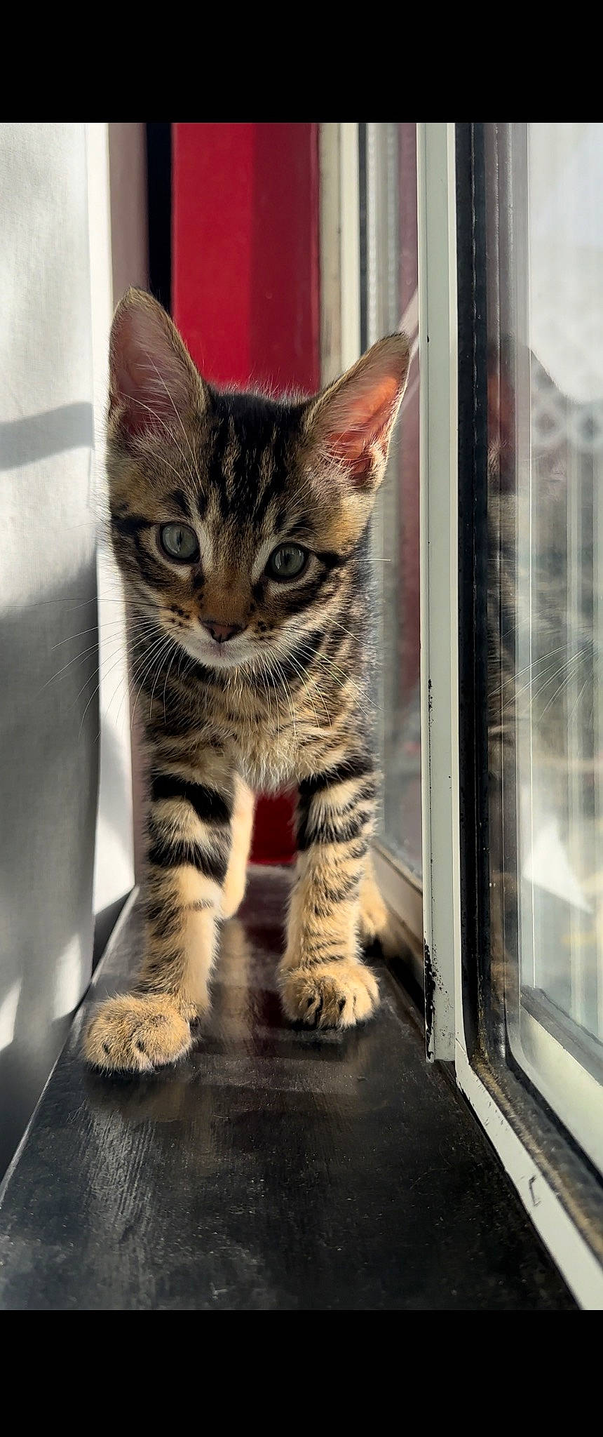 Mufasa joined the competition — help win amazing prizes! carnivore, cat, claw, domestic_short_haired_cat, felidae, fur, metal, paw, sitting, small_to_medium_sized_cats, snout, tail, terrestrial_animal, whiskers, wildlife, window