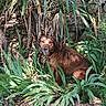 dog, brown_dog, plants, greenery, garden, stone_wall, gravel, outdoor, nature, leaves, sunlight, shadows, pet, canine, sitting, calm, animal, fur, face, eyes
