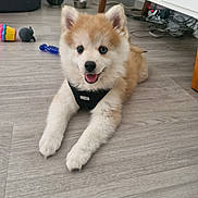 Bahia a rejoint le concours — aidez-le/la à gagner de superbes lots ! adorable, animal, bowls, cabinet, cables, cute, dog, fluffy, furniture, happy, harness, home, indoor, lying_down, pet, portrait, puppy, smiling, toy, wood_floor