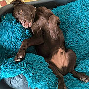 Bud participe au concours pour gagner de l'argent avec cette photo : animal, bed, blue_bed, canine, chocolate_color, collar, cute, dog, domestic_animal, fluffy, fur, indoor, lying_down, paw, pet_bed, relaxed, resting, snout, tile_floor, tongue_out