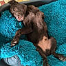 animal, bed, blue_bed, canine, chocolate_color, collar, cute, dog, domestic_animal, fluffy, fur, indoor, lying_down, paw, pet_bed, relaxed, resting, snout, tile_floor, tongue_out