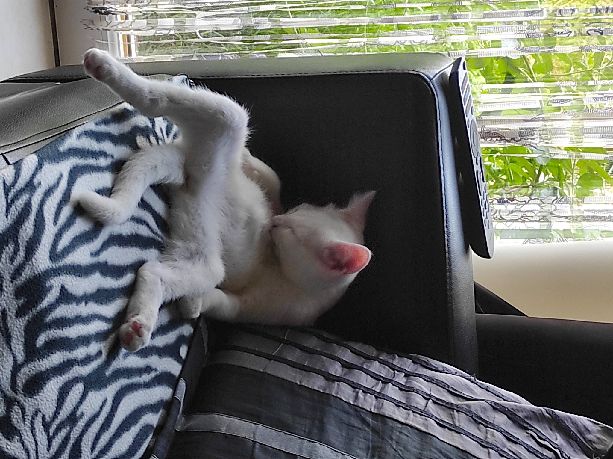 Flocon a rejoint le concours — aidez-le/la à gagner de superbes lots ! bedding, canidae, carnivore, cat, comfort, domestic_short_haired_cat, fawn, felidae, fur, grey, linens, room, small_to_medium_sized_cats, snout, tail, terrestrial_animal, textile, vehicle_door, whiskers, windshield