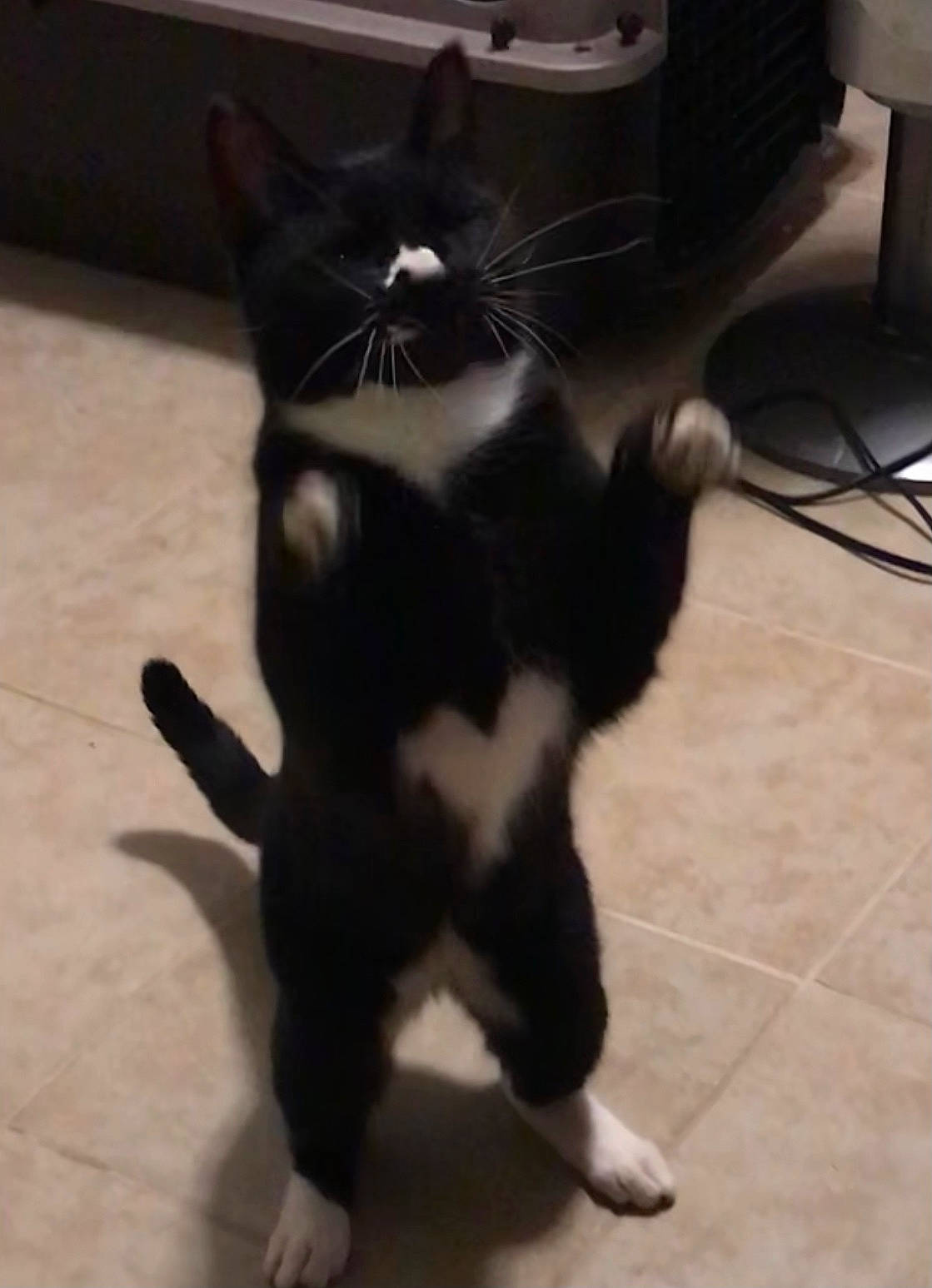 Midday joined the competition — help win amazing prizes! black_cat, canidae, carnivore, cat, claw, companion_dog, dog_breed, domestic_short_haired_cat, felidae, floor, flooring, foot, fur, hardwood, paw, small_to_medium_sized_cats, snout, tail, terrestrial_animal, whiskers