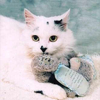 Misty joined the competition — help win amazing prizes!