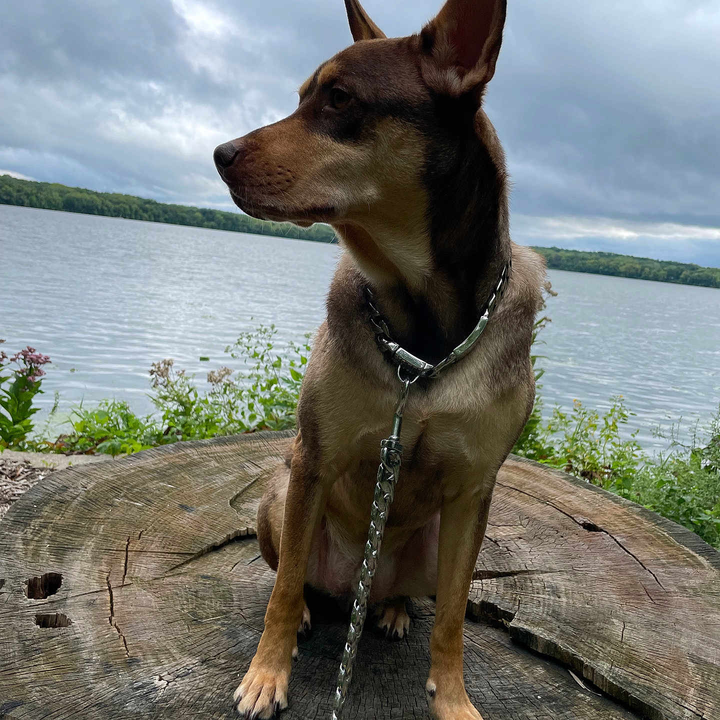 Oliver joined the competition — help win amazing prizes! animal, canine, cloudy_sky, collar, dog, ears, fur, greenery, lake, landscape, leash, nature, outdoor, paws, pet, side_view, sitting, tree_stump, trees, water