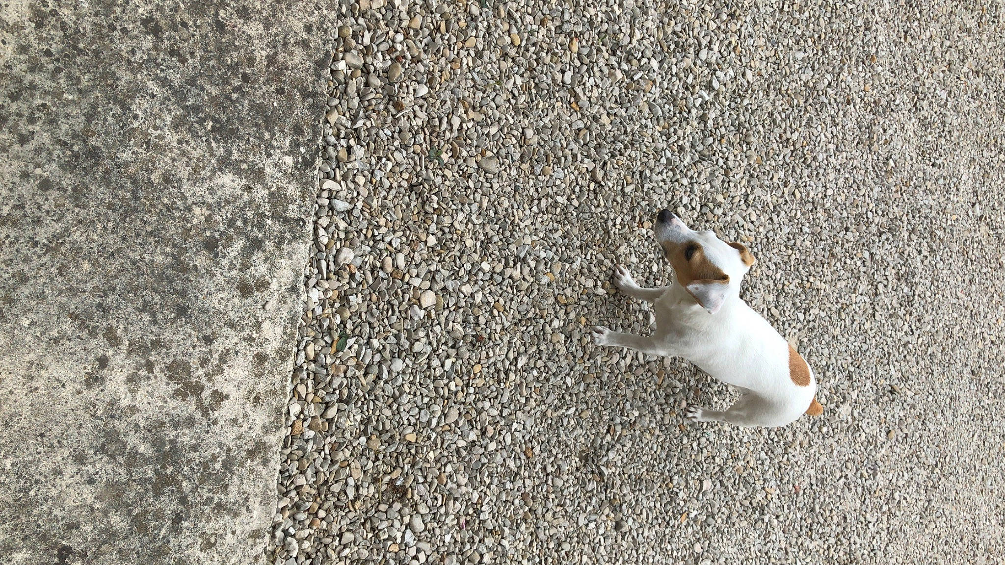 Jypsy participe au concours pour gagner de l'argent avec cette photo : asphalt, canidae, carnivore, fawn, jack_russell_terrier, paw, sand, soil, wall