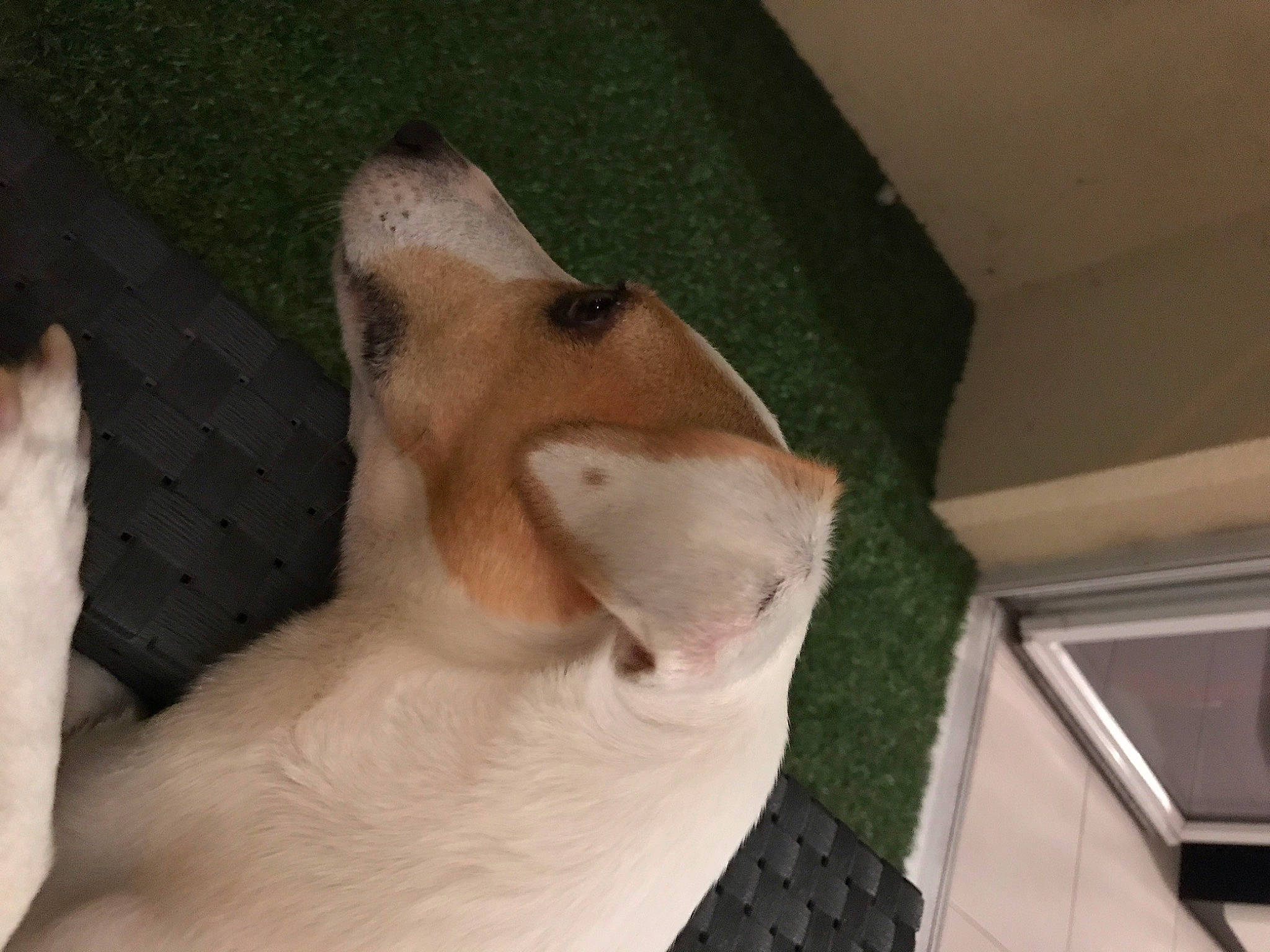 Jypsy participe au concours pour gagner de l'argent avec cette photo : canidae, carnivore, dog, dog_breed, ear, fawn, guard_dog, head, leg, non_sporting_group, nose, snout, sporting_group, whiskers