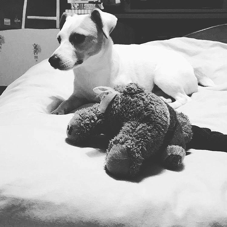 Jypsy participe au concours pour gagner de l'argent avec cette photo : american_staffordshire_terrier, black_and_white, canidae, carnivore, companion_dog, danish_swedish_farmdog, dog, dog_breed, fox_terrier, jack_russell_terrier, mammal, parson_russell_terrier, puppy, puppy_love, rare_breed_dog, russell_terrier