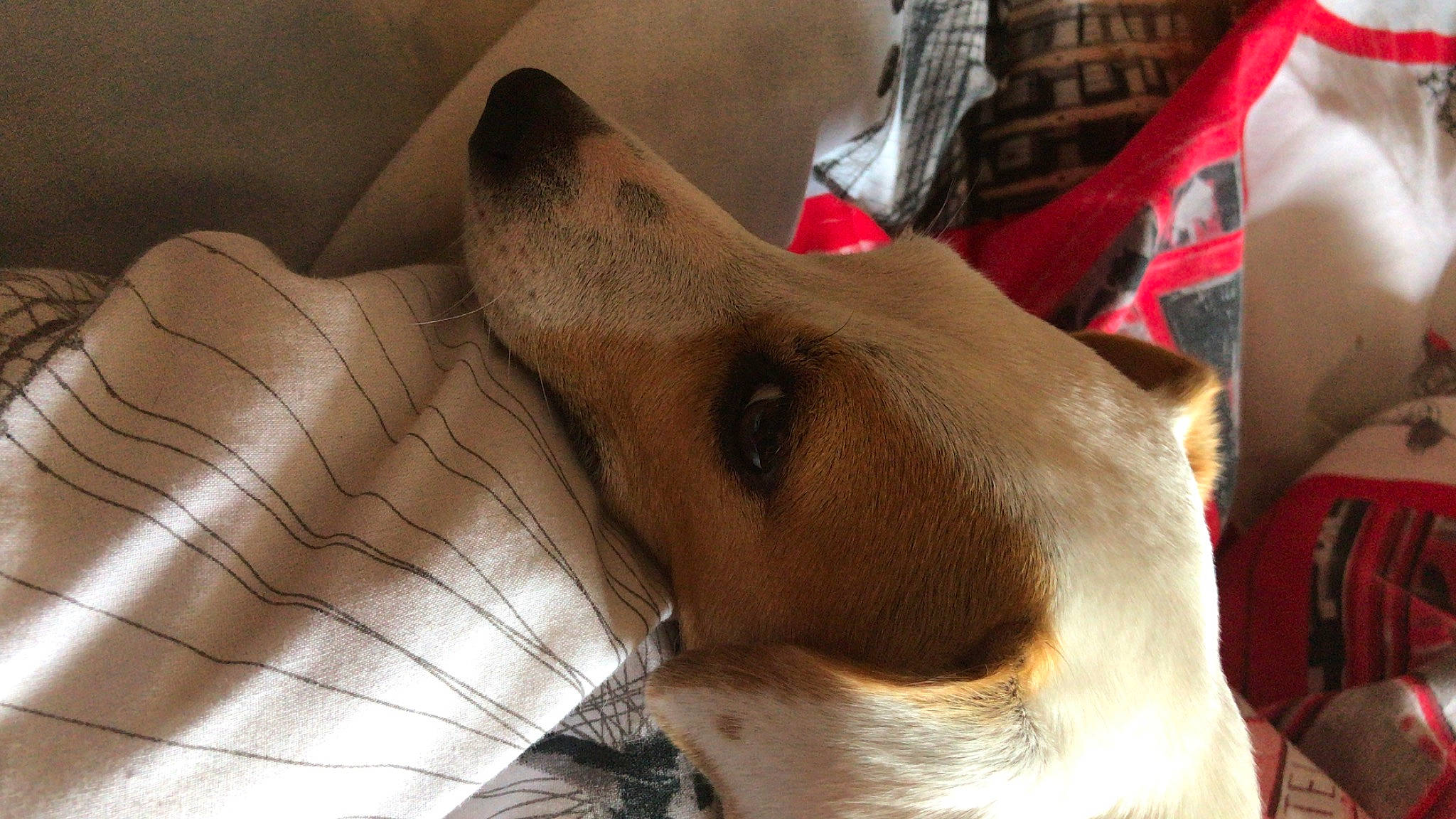 Jypsy a rejoint le concours — aidez-le/la à gagner de superbes lots ! canidae, carnivore, dog, dog_breed, ear, fawn, mammal, non_sporting_group, nose, snout