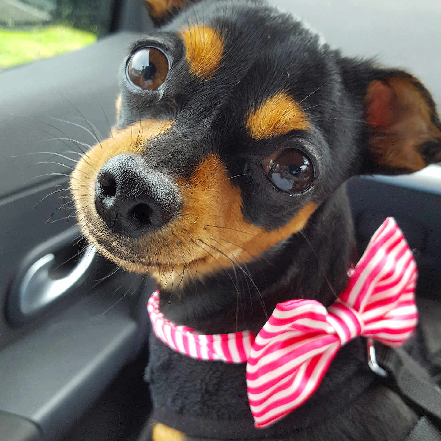 Bonnie