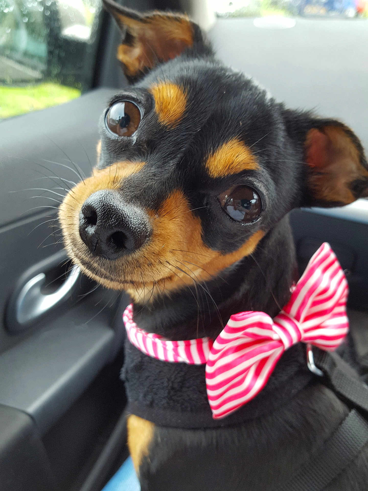 Bonnie