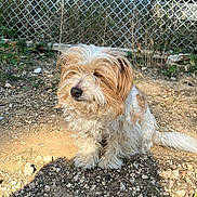 Bouchon a rejoint le concours — aidez-le/la à gagner de superbes lots ! backyard, canine, chainlink_fence, dog, fluffy, fur, gravel, ground, nose, outdoor, paws, pet, plant_life, rocks, scruffy, shadow, sitting, small_dog, sunlight, white_and_tan