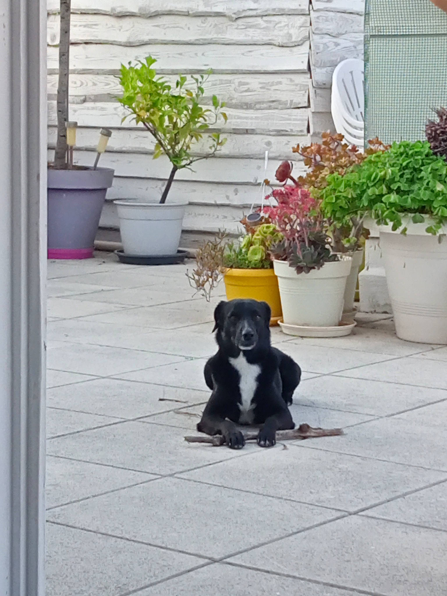 Oly a rejoint le concours — aidez-le/la à gagner de superbes lots ! canidae, carnivore, companion_dog, dog, dog_breed, flooring, flower, flowerpot, fur, garden, grass, guard_dog, houseplant, plant, road_surface, shrub, sidewalk, sporting_group, tail, working_animal