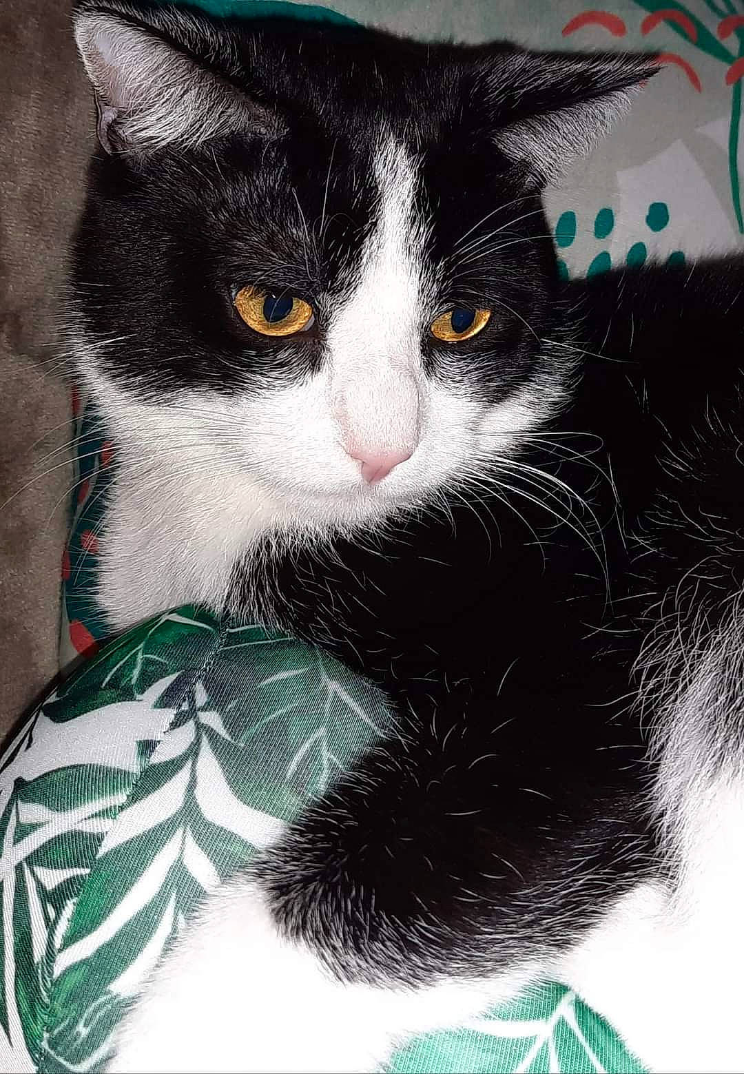 Panpan a rejoint le concours — aidez-le/la à gagner de superbes lots ! black_cat, carnivore, cat, claw, comfort, domestic_short_haired_cat, eye, felidae, fur, illustration, monochrome_photography, pattern, paw, small_to_medium_sized_cats, snout, tail, terrestrial_animal, whiskers