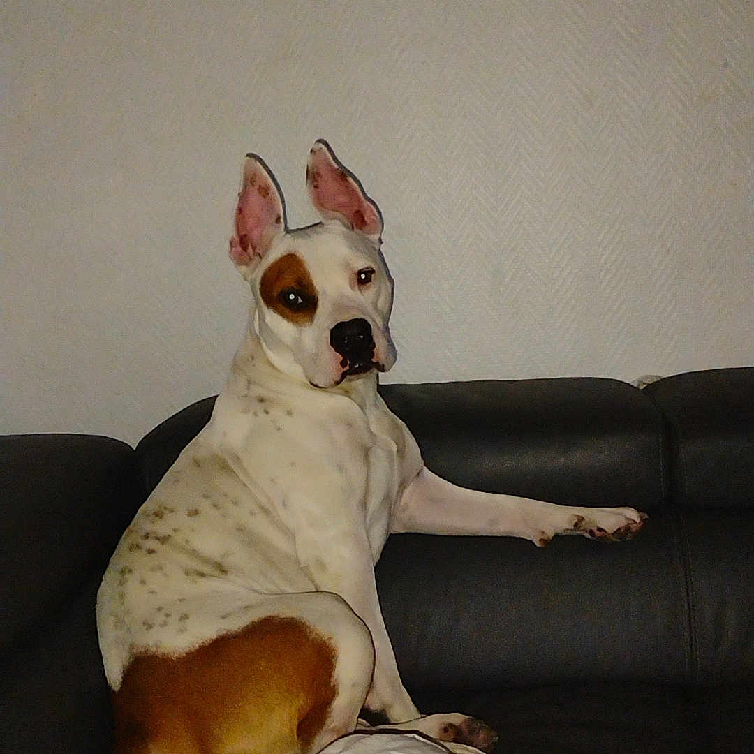 Saïko a rejoint le concours — aidez-le/la à gagner de superbes lots ! animal, architecture, bostonbull, boxer, building, bulldog, canine, chair, couch, dog, frenchbulldog, furniture, hound, indoors, livingroom, pet, pitbull, pointer, puppy, room