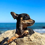 Maoni participe au concours pour gagner de l'argent avec cette photo : dog, puppy, rock, beach, ocean, sky, outdoor, animal, pet, small_dog, black_and_tan, sunlight, nature, relaxing, coast, water, canine, mammal, snout, paw