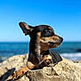 dog, puppy, rock, beach, ocean, sky, outdoor, animal, pet, small_dog, black_and_tan, sunlight, nature, relaxing, coast, water, canine, mammal, snout, paw