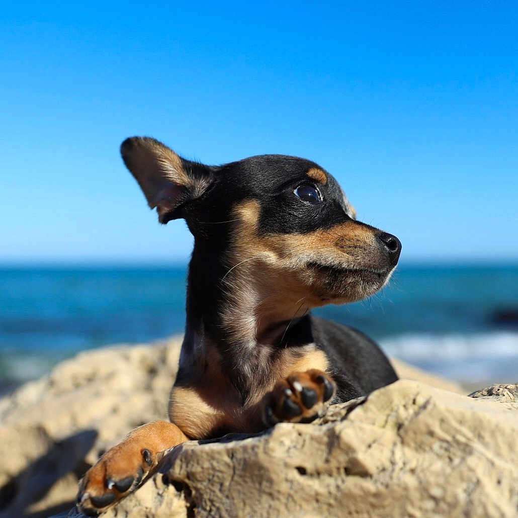 Maoni participe au concours pour gagner de l'argent avec cette photo : animal, beach, black_and_tan, canine, coast, dog, mammal, nature, ocean, outdoor, paw, pet, puppy, relaxing, rock, sky, small_dog, snout, sunlight, water