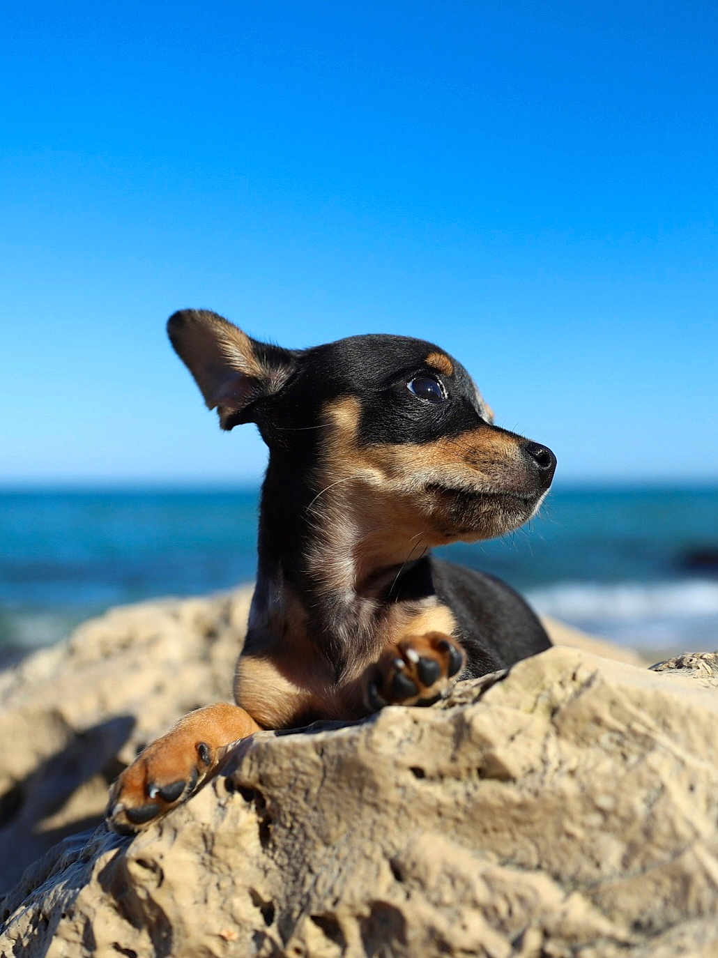 Maoni participe au concours pour gagner de l'argent avec cette photo : dog, puppy, rock, beach, ocean, sky, outdoor, animal, pet, small_dog, black_and_tan, sunlight, nature, relaxing, coast, water, canine, mammal, snout, paw