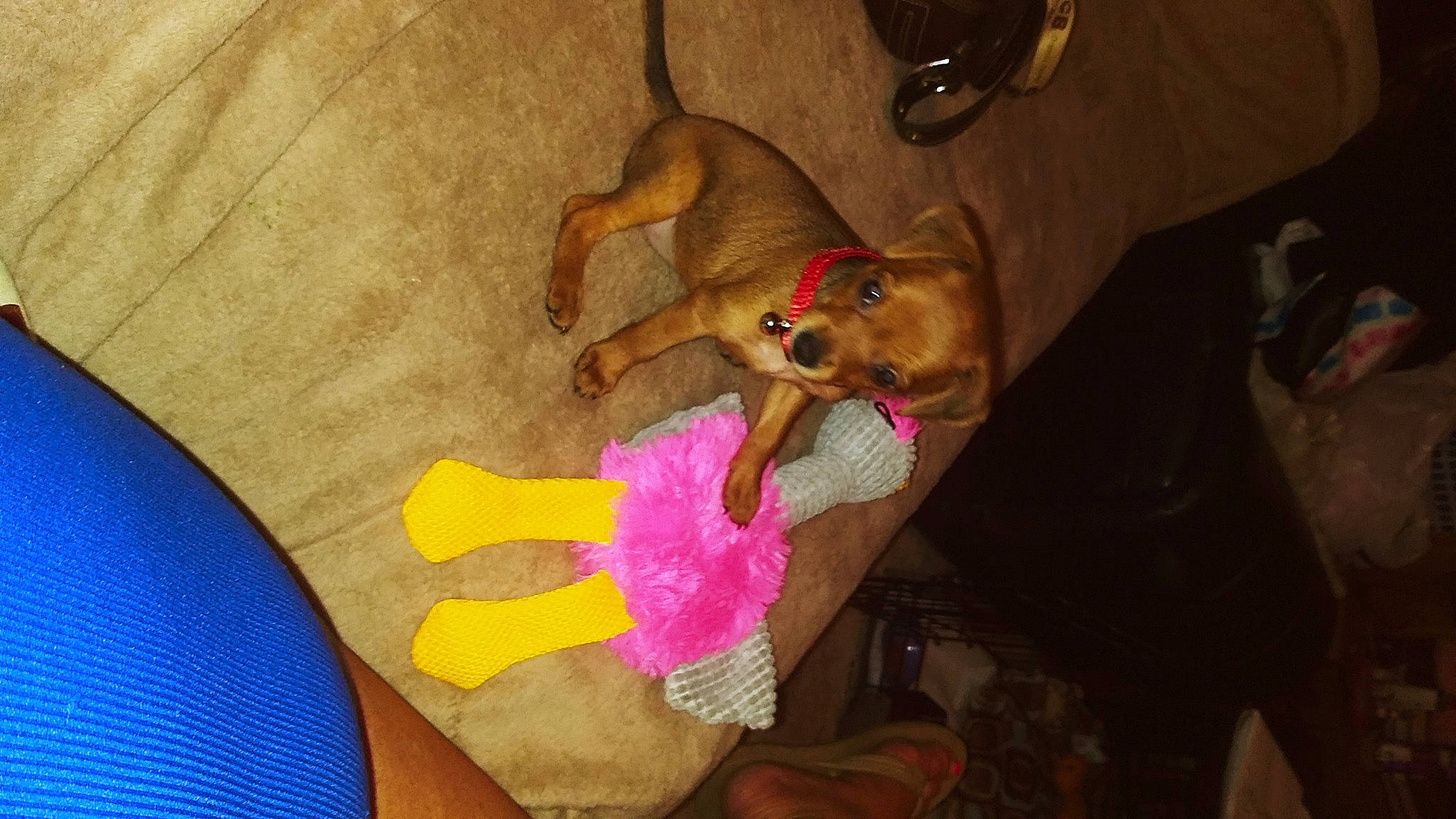 Cutie is registered to the contest to win money with this photo: carnivore, comfort, companion_dog, dog, dog_breed, dog_supply, fawn, fur, nail, paw, pet_supply, plush, stuffed_toy, tail, teddy_bear, thumb, toy, toy_dog, working_animal, wrist