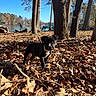 Boosie is registered to the contest to win money with this photo: puppy, dog, black_dog, leaves, autumn, forest, trees, lake, water, bench, nature, outdoor, sunlight, sky, fall, park, animal, young_dog, daytime, scenery
