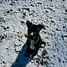 Boosie joined the competition — help win amazing prizes! puppy, dog, snow, outdoor, animal, pet, black_dog, white_patch, shadow, leaf, twig, winter, nature, cute, sitting, sunlight, ground, young_dog, adorable, canine