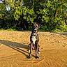 dog, black_and_white, sitting, water, sand, shore, nature, trees, greenery, sunlight, outdoor, pet, animal, summer, lake, shadow, collar, calm, riverbank, ripples