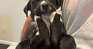 Boosie is registered to the contest to win money with this photo: puppy, dog, black_and_white, pet, cute, indoor, person, holding, paws, relaxed, floor, checkered_floor, shirt, arm, animal, young_dog, close_up, fur, whiskers, nose