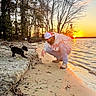 sunset, beach, man, puppy, dog, water, sand, trees, nature, outdoor, sun, shore, casual_clothing, cap, sky, reflection, playful, animal, pet, landscape