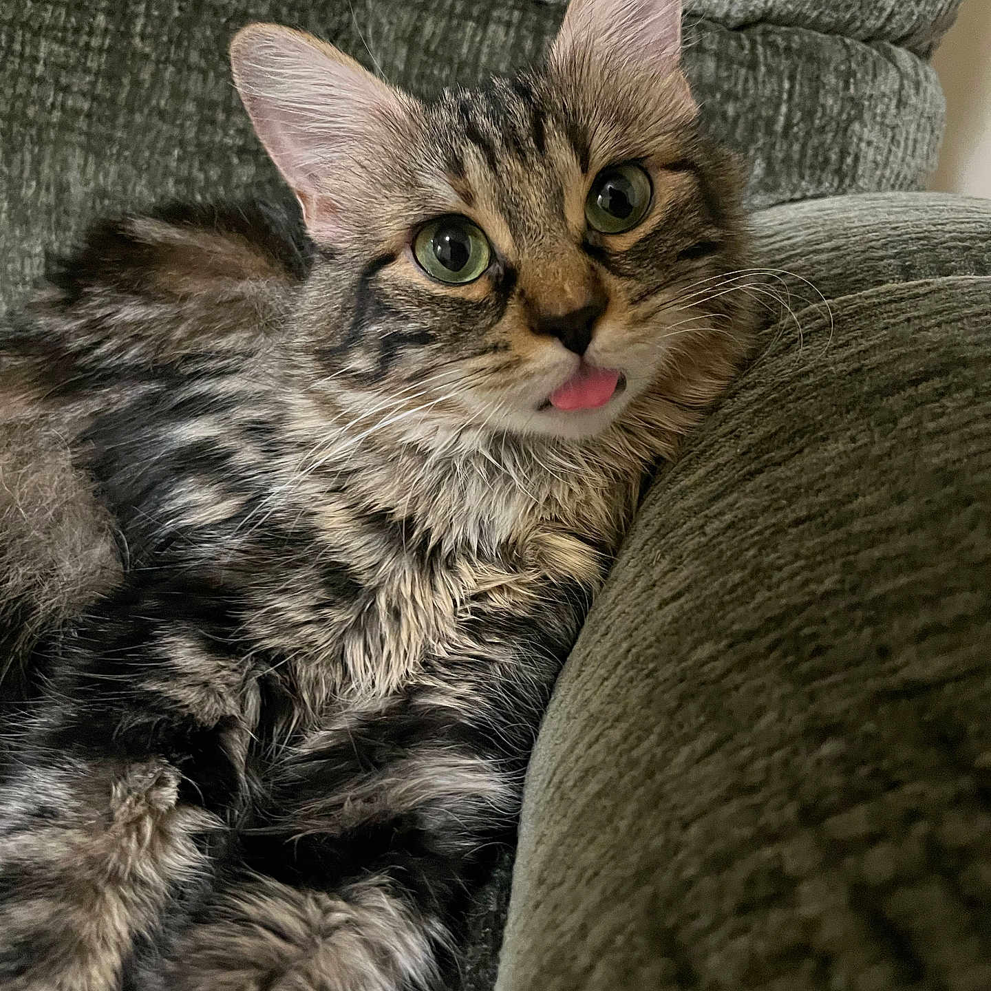 Ivy Eclípse is registered to the contest to win money with this photo: animal, armchair, blanket, bodypart, cat, chair, couch, cushion, face, furniture, head, homedecor, kitten, manx, mouth, person, pet, photography, portrait, tongue