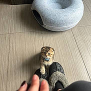 Bruno is registered to the contest to win money with this photo: kitten, cat, pet, collar, bell, paw, slippers, hand, indoor, tiled_floor, pet_bed, donut_bed, cute, looking_up, floor, shadow, furniture, fur, portrait, small_animal