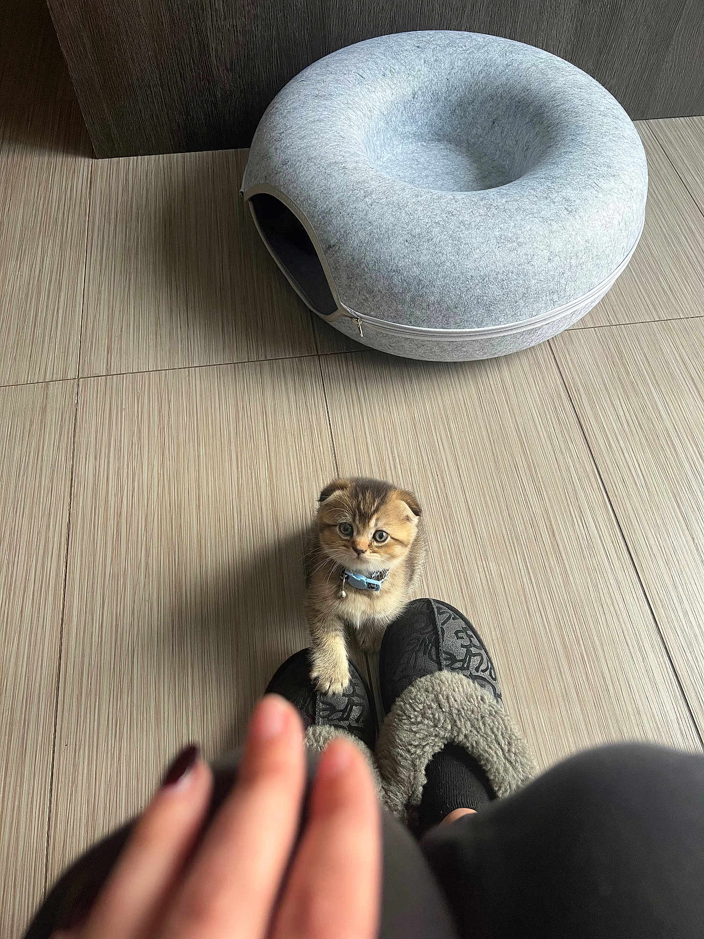 Bruno is registered to the contest to win money with this photo: kitten, cat, pet, collar, bell, paw, slippers, hand, indoor, tiled_floor, pet_bed, donut_bed, cute, looking_up, floor, shadow, furniture, fur, portrait, small_animal