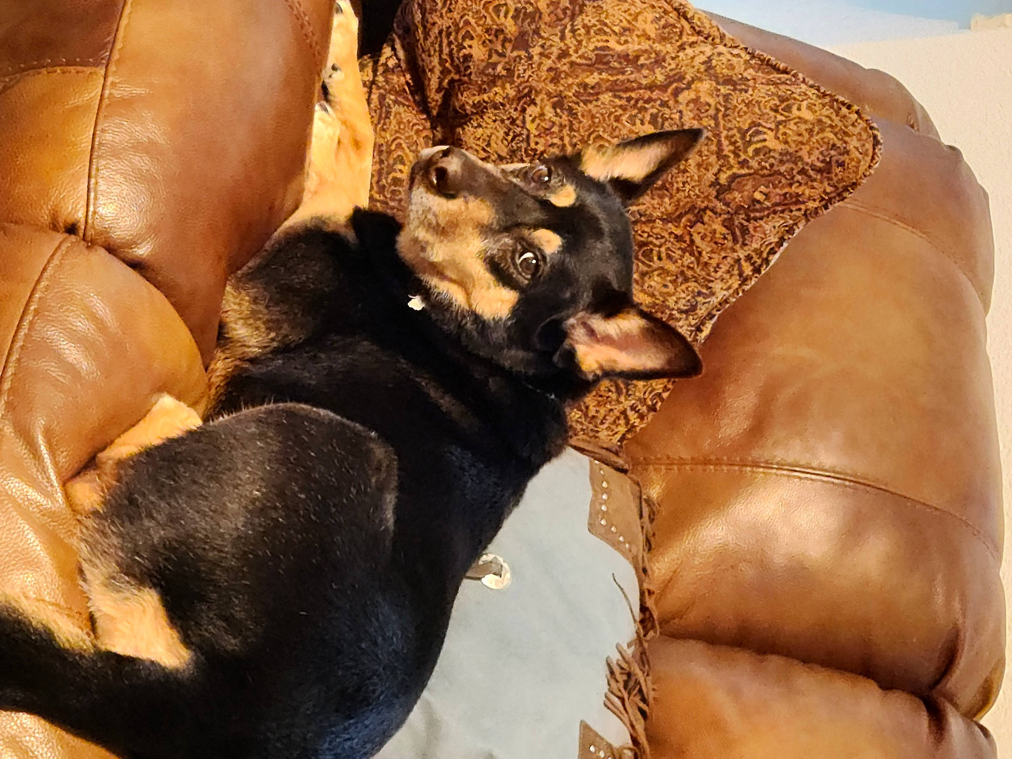 Caesar is registered to the contest to win money with this photo: canidae, carnivore, comfort, companion_dog, couch, dog, dog_breed, fawn, felidae, fur, paw, russkiy_toy, small_to_medium_sized_cats, snout, sporting_group, terrestrial_animal, toy_dog, whiskers, wood, working_animal