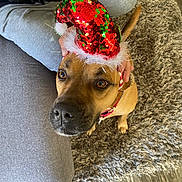Jaxson joined the competition — help win amazing prizes! dog, christmas_hat, red, green, sparkly, brown_dog, carpet, rug, couch, indoor, hand, person, sitting, looking_up, cozy, floor, slippers, holiday, festive, pet