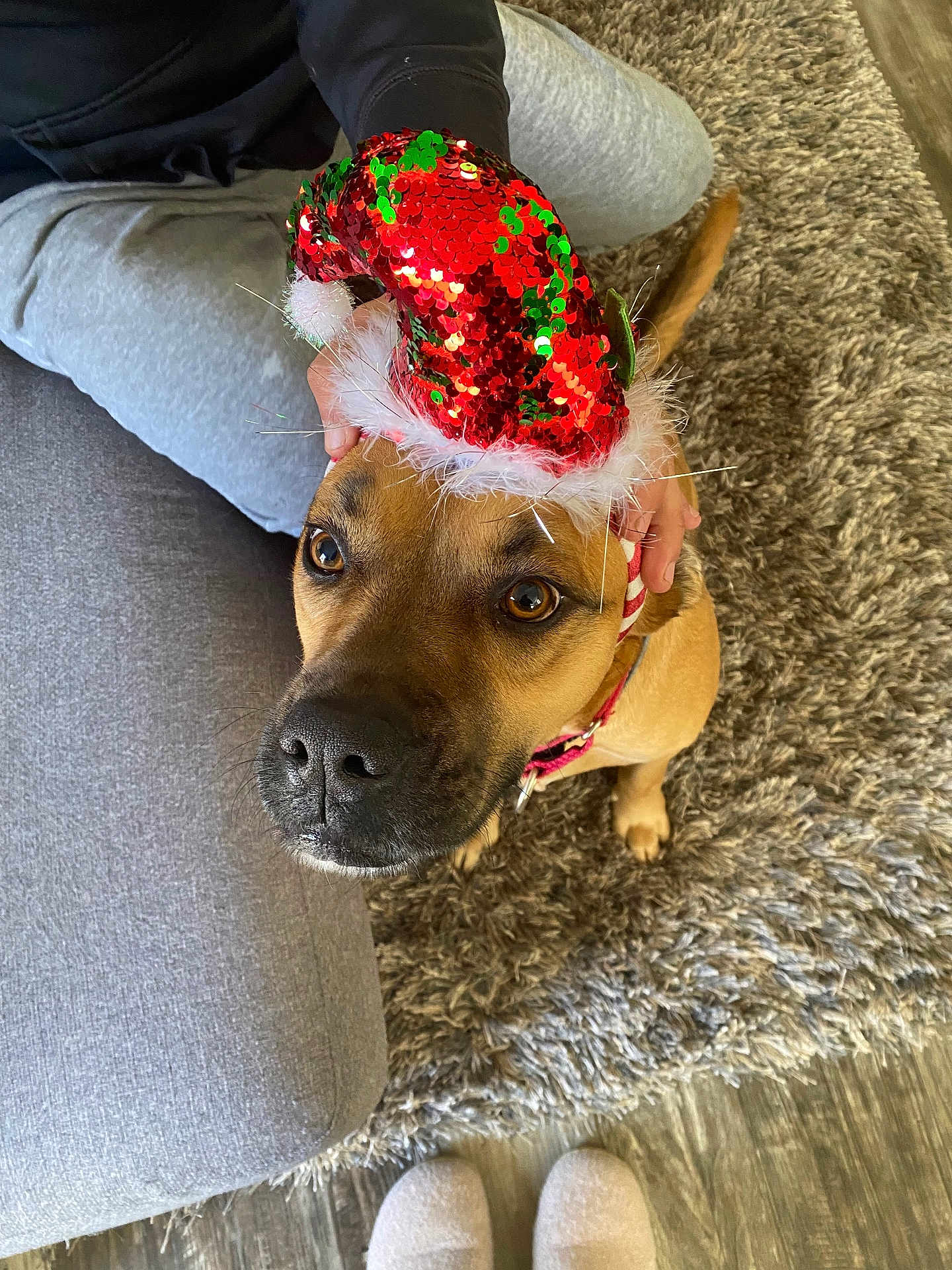 Jaxson joined the competition — help win amazing prizes! dog, christmas_hat, red, green, sparkly, brown_dog, carpet, rug, couch, indoor, hand, person, sitting, looking_up, cozy, floor, slippers, holiday, festive, pet