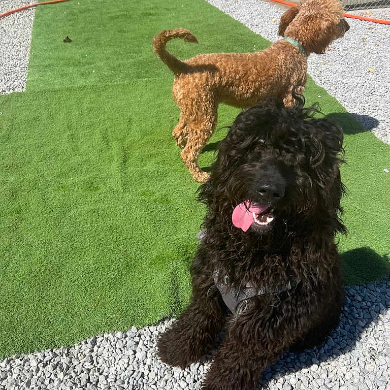 Onyx Jasper is registered to the contest to win money with this photo: animal, ball, canine, city, dog, face, grass, head, outdoors, path, pet, plant, poodle, puppy, road, rock, sport, tennis, tennisball, terrier