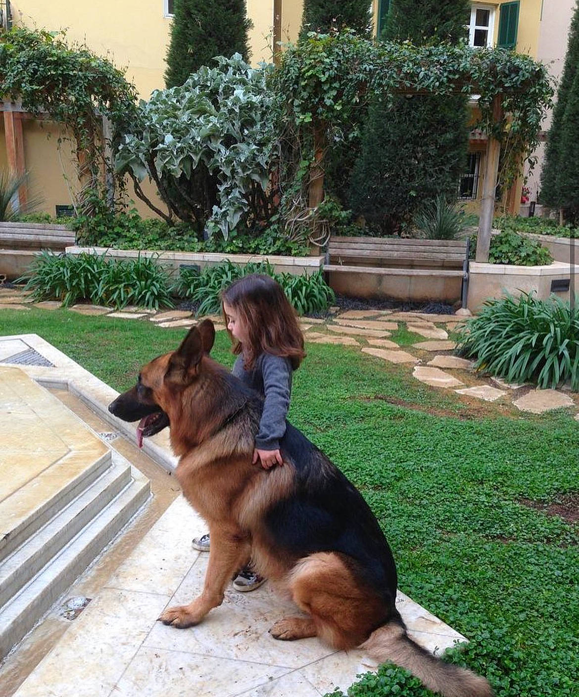 Gold participe au concours pour gagner de l'argent avec cette photo : carnivore, companion_dog, dog, dog_breed, east_european_shepherd, fawn, flooring, garden, german_shepherd_dog, grass, groundcover, herding_dog, king_shepherd, lawn, leisure, old_german_shepherd_dog, plant, snout, sporting_group, window