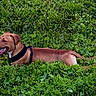 Smokey is registered to the contest to win money with this photo: dog, brown_dog, canine, pet, animal, grass, greenery, outdoor, nature, field, tongue_out, lying_down, happy, leisure, summer, daytime, mammal, fur, collar, playful