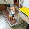 Smokey is registered to the contest to win money with this photo: dog, steps, indoor, bandana, brown_dog, white_dog, doorway, floor, toolbox, cable, curious, pet, animal, sitting, looking, house, rustic, tile, concrete, furniture