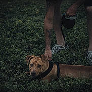Smokey joined the competition — help win amazing prizes! dog, grass, leash, person, legs, tattoo, sneakers, outdoor, pet, canine, animal, brown_dog, nature, crouching, resting, expression, field, park, daytime, closeup