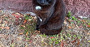 Midnight joined the competition — help win amazing prizes! black_cat, cat, outdoor, grass, dry_leaves, brick_wall, plant, nature, animal, pet, sitting, fur, whiskers, tail, ground, daylight, closeup, mammal, wildlife, garden