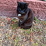 black_cat, cat, outdoor, grass, dry_leaves, brick_wall, plant, nature, animal, pet, sitting, fur, whiskers, tail, ground, daylight, closeup, mammal, wildlife, garden