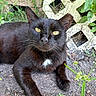 cat, black_cat, animal, outdoor, nature, greenery, plant, lattice_fence, yellow_eyes, fur, whiskers, relaxed, pet, mammal, closeup, ground, garden, leaf, curious, wildlife