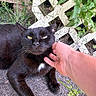 black_cat, yellow_eyes, cat, animal, pet, hand, scratching, outdoor, green_plants, lattice_fence, relaxed, ground, nature, fur, whiskers, close_up, domestic_cat, feline, resting, sunlight