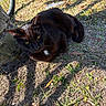 black_cat, cat, animal, outdoor, grass, tree_trunk, bicycle_wheel, sunlight, nature, pet, feline, resting, curious, whiskers, daylight, shadow, ground, leaf, plant, closeup