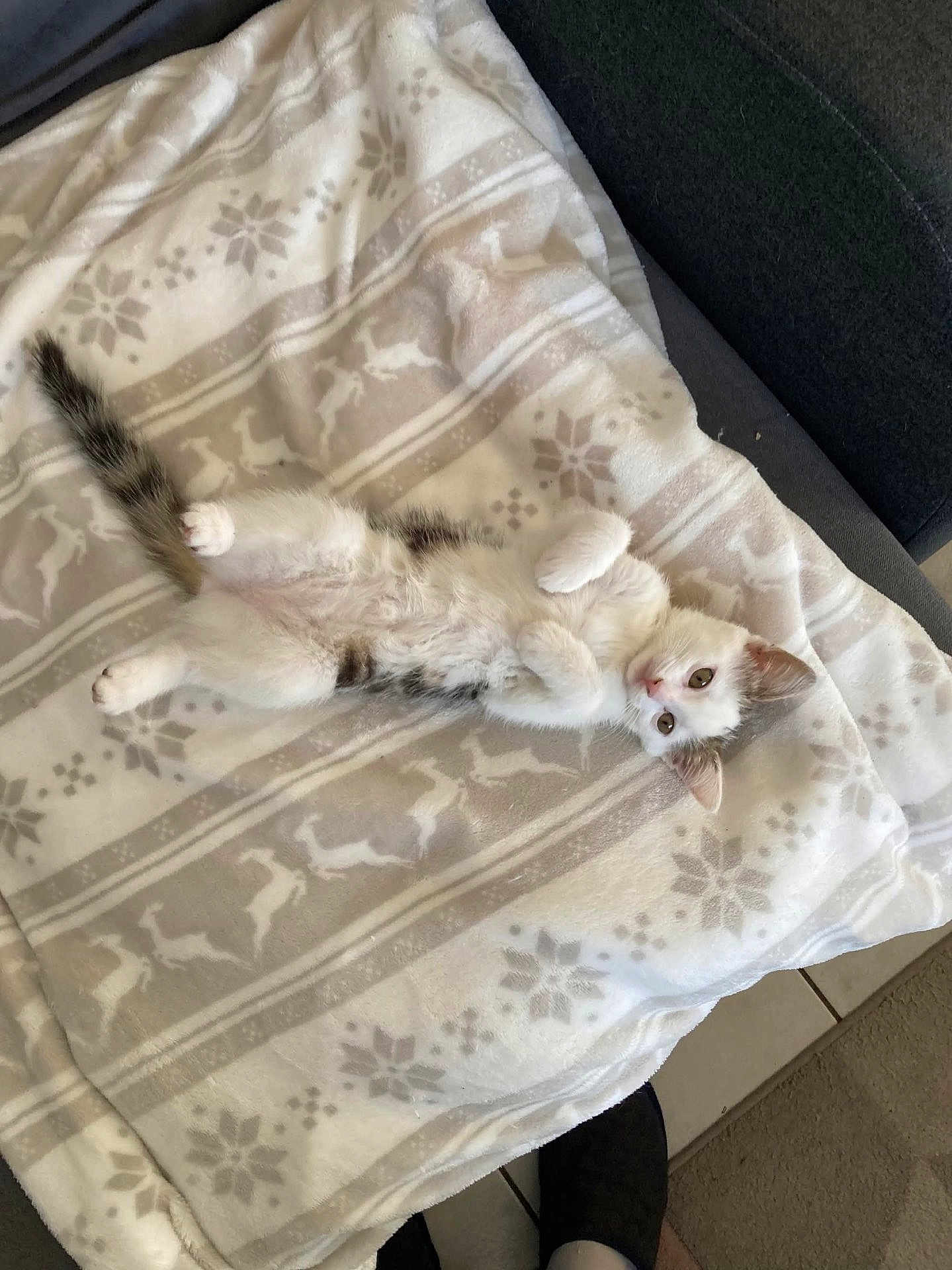 Sérafina a rejoint le concours — aidez-le/la à gagner de superbes lots ! cat, kitten, blanket, couch, patterned_blanket, paws, belly, cute, pet, indoor, fur, whiskers, looking_at_camera, cozy, reclining, tail, living_room, eyes, sofa, tile_floor