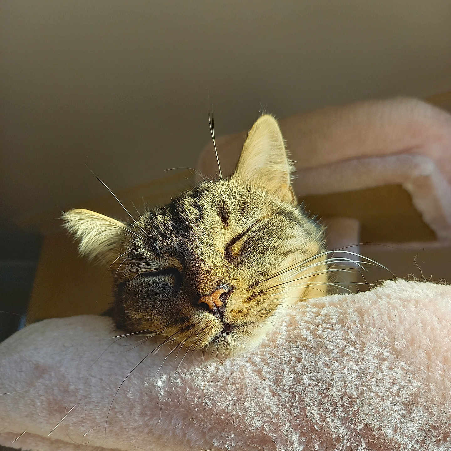 Tica a rejoint le concours — aidez-le/la à gagner de superbes lots ! animal, cat, closeup, cozy, cute, fluffy, fur, home, indoor, mammal, nap, peaceful, perch, pet, pink, relaxing, sleeping, sunlight, tabby, whiskers